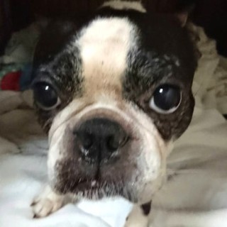 ボストンテリアの巴ちゃん