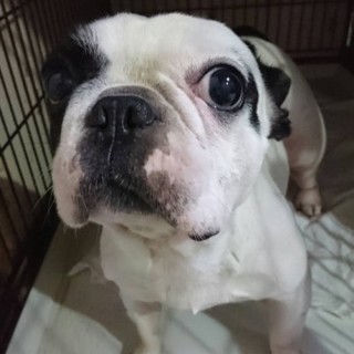 フレンチブルドッグの蝶子ちゃん