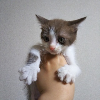 シャム系★マルクル★白地に茶色模様