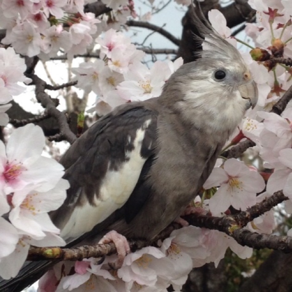 那由(なゆ)のカバー写真