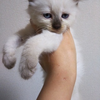 長毛シャム系★ユパ★ふわふわおっとり