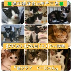 8/9（水）平日の夜！猫の譲渡会