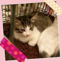 「8/9（水）平日の夜！猫の譲渡会」サムネイル2