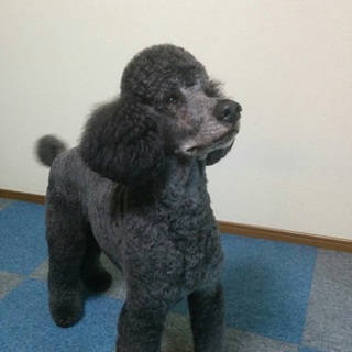 決定しましたありがとうございます。スタンプ黒7歳