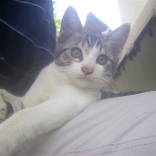 (ΦωΦ)[動画有］ ノラの子猫達 サバ白 鯖白