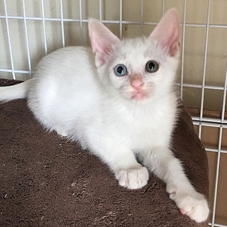 オッドアイのオッドちゃん