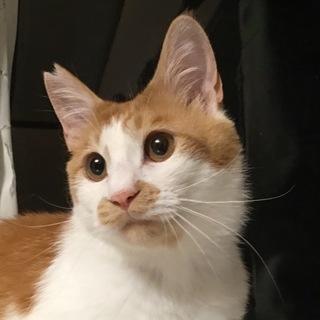 トライアル予定募集一時停止中☆茶々君