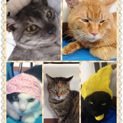 わんにゃん小梅保育園☆住協 川越支店で犬猫譲渡会