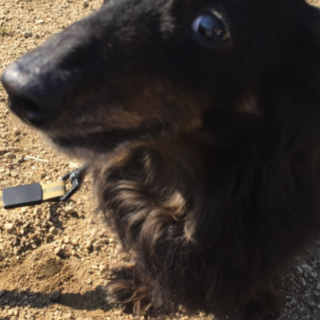 ミニチュアダックスフンド ダックス オス