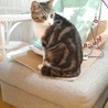 小さな猫カフェ ペルちゃん