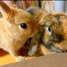 さきうさ