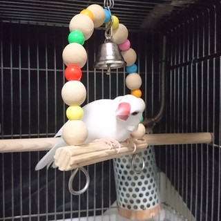 【白文鳥・メス】里親様31日にご連絡差し上げます