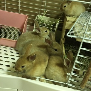 ウサギのあかちゃん里親さん募集中！(5匹)