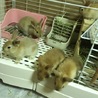ウサギのあかちゃん里親さん募集中！(5匹) サムネイル2