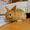 ウサギのあかちゃん里親さん募集中！(5匹) サムネイル3