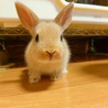 ウサギのあかちゃん里親さん募集中！(5匹) サムネイル4