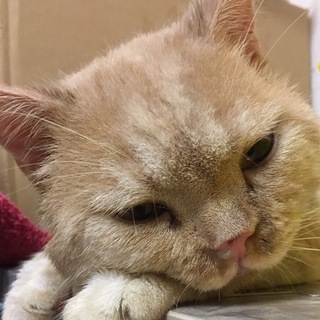 一時停止甘えん坊のブリティッシュ