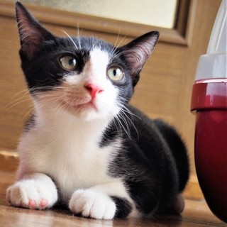 やんちゃな聖くん