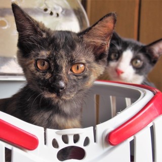 ふわふわデビル、くるみちゃん