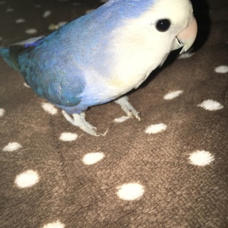 再度募集いたします。