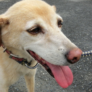 犬舎満杯！！やさしい顔立ちの男の子です