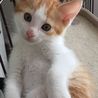 ねこの手の会(保護活動者)