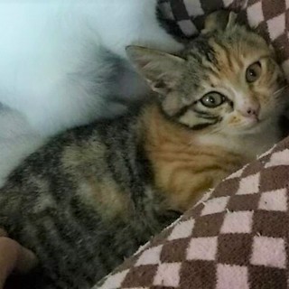 カッコイイ柄の女の子　ロックちゃん♪