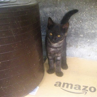 |||ωΦ)<動画有 野良の子猫達 サバ黒　黒