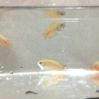 ゴールデンハニードワーフグラミー　５匹　