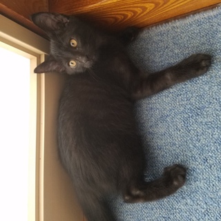 かわいい黒猫ちゃん