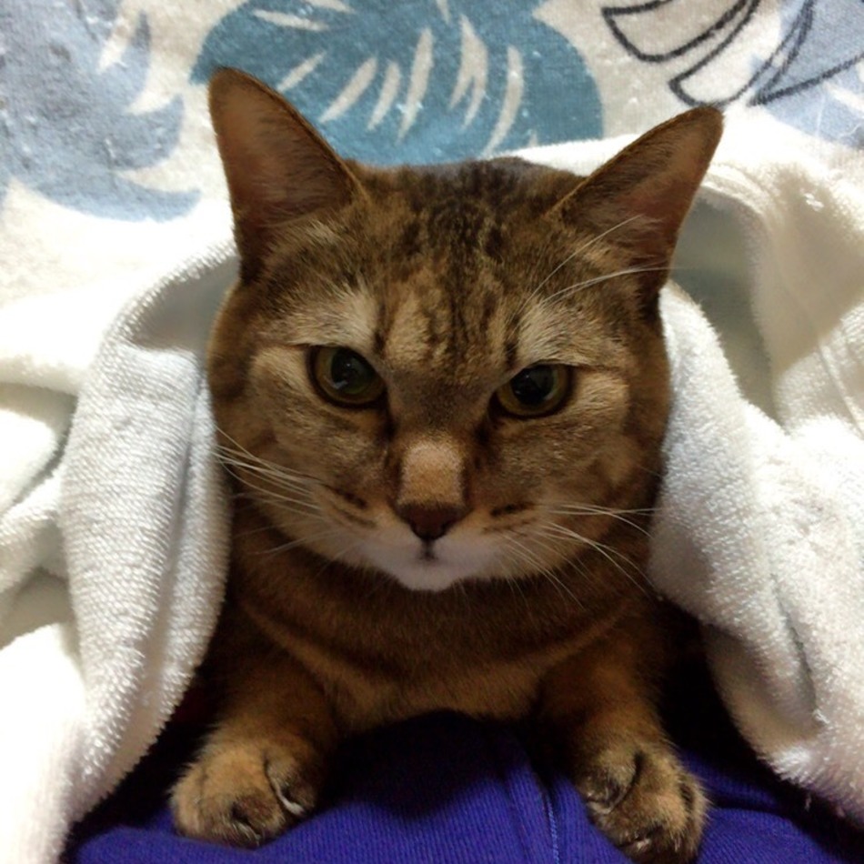 ﾃｨｱﾗ＆ﾃｨｶﾞｰのカバー写真