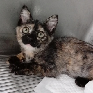 生後3ヶ月の元気いっぱい可愛いサビ柄の女の子♪