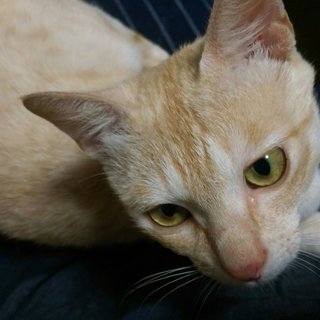 生後9～10ヶ月の保護猫【ワクチン済】