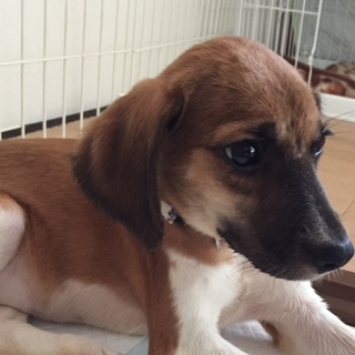 ビーグルMIX仔犬とってもお利口いと（糸）くん