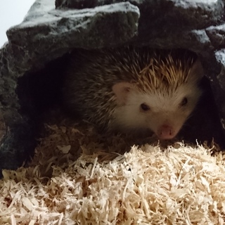 ハリネズミの女の子