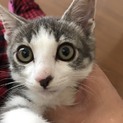 アメショ風仔猫3兄妹のだいちゃん