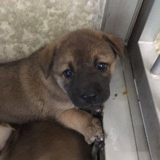 保健所から引き出した子犬NO.1