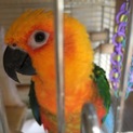 ナナイロメキシコインコ
