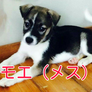 生後3ヶ月の美犬3兄妹『カイト・ユイ・モエ』