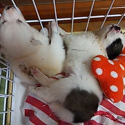 ペッパー＆ミント