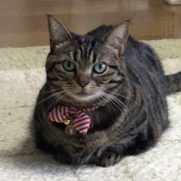あずき
