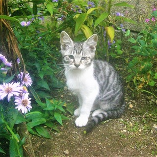 (Φωー) ［動画有］目にハンデがある子猫 サバ白