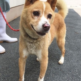 穏やかな性格のゴロー君の里親様を募集中です