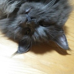 「我が生涯に一片の悔いなし」サムネイル1