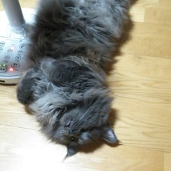 「我が生涯に一片の悔いなし」サムネイル2