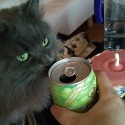 「我が生涯に一片の悔いなし」サムネイル3