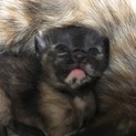 可愛いサビ猫三匹！！3週間