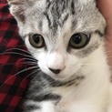アメショ風柄キジ白仔猫三兄妹たま君