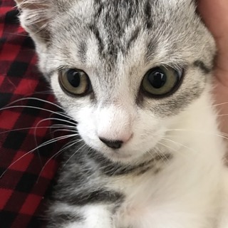 アメショ風柄キジ白仔猫三兄妹たま君