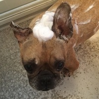 ローズ・ジョーヌ